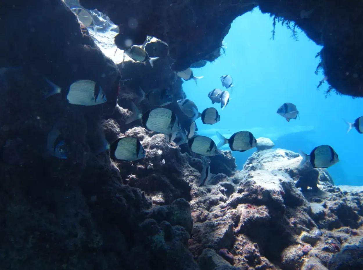 Dalyan Scuba Diving – Zertifiziertes Tauch-Abenteuer & Kurse