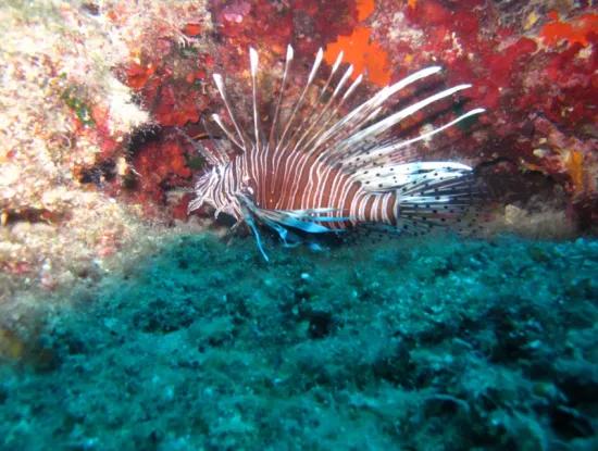 Dalyan Scuba Diving – Zertifiziertes Tauch-Abenteuer & Kurse