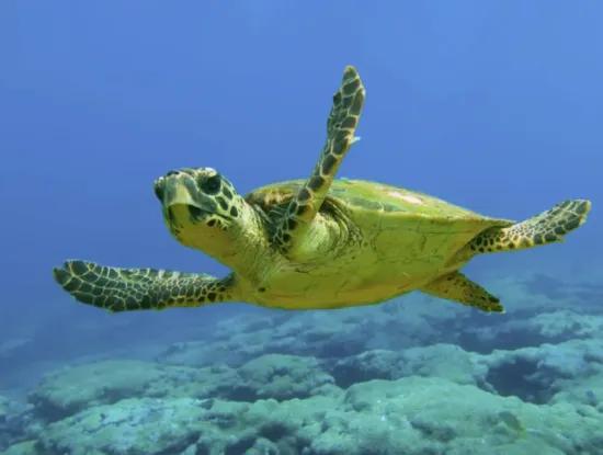 Discover Dalyan Boat Tour – Swim, Nature & Caretta Adventure