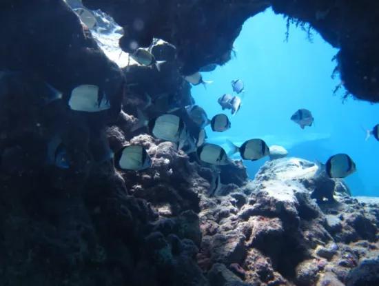 Scuba Diving Dalyan – Certified Diving Adventure & Courses