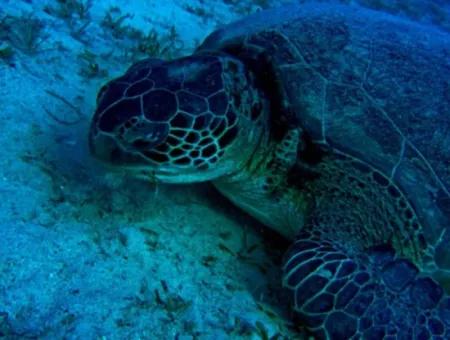 Scuba Diving Dalyan – Certified Diving Adventure & Courses