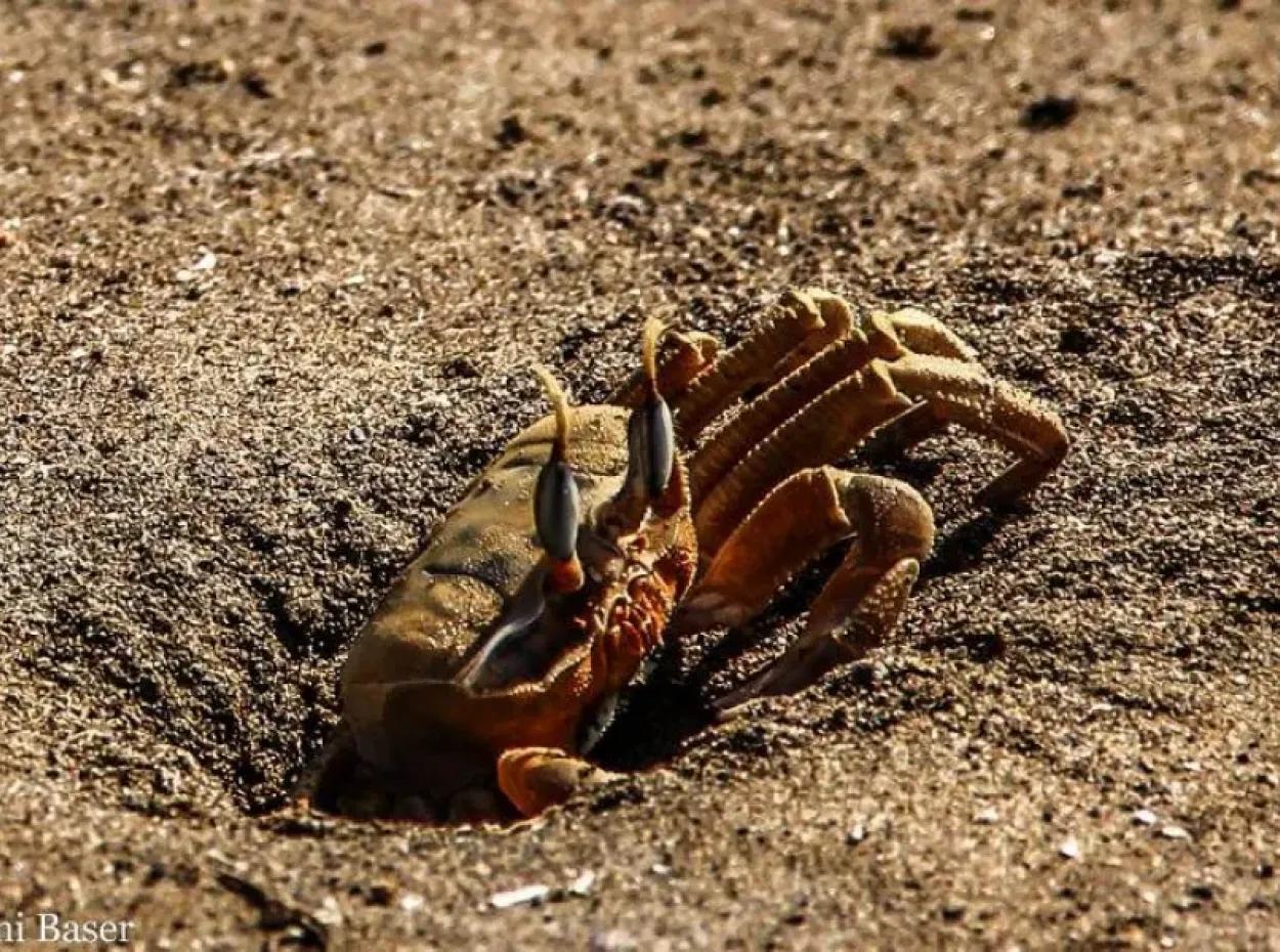 Dalyan Fotoğrafları
