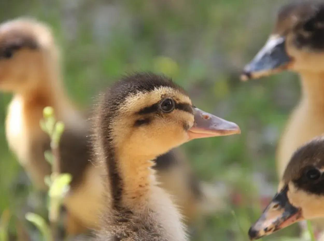 Dalyan Fotoğrafları