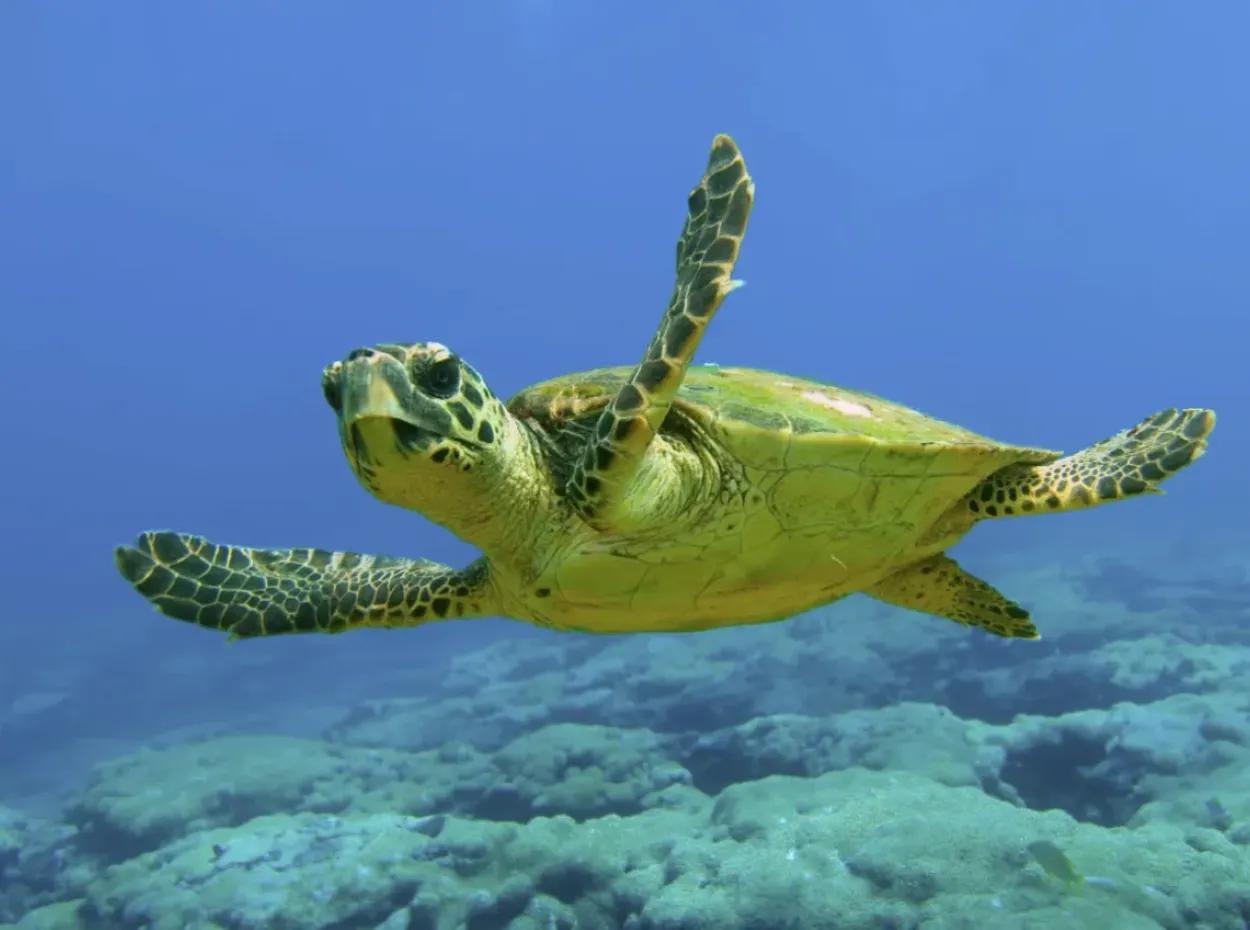 Dalyan Tekne Turu – Yüzme, Doğa Ve Caretta Macerası